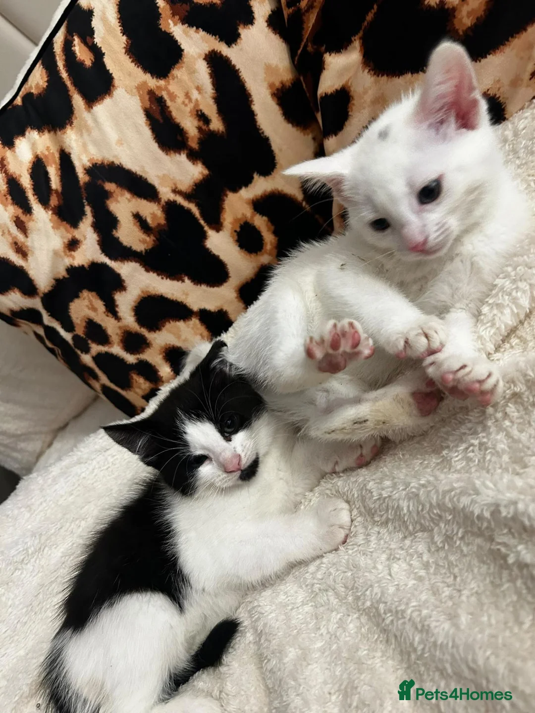 Turkish Angora cats for sale: ✨️🌸Stunning Turkish Angora Females✨️🌸 in Birmingham - Advert 20