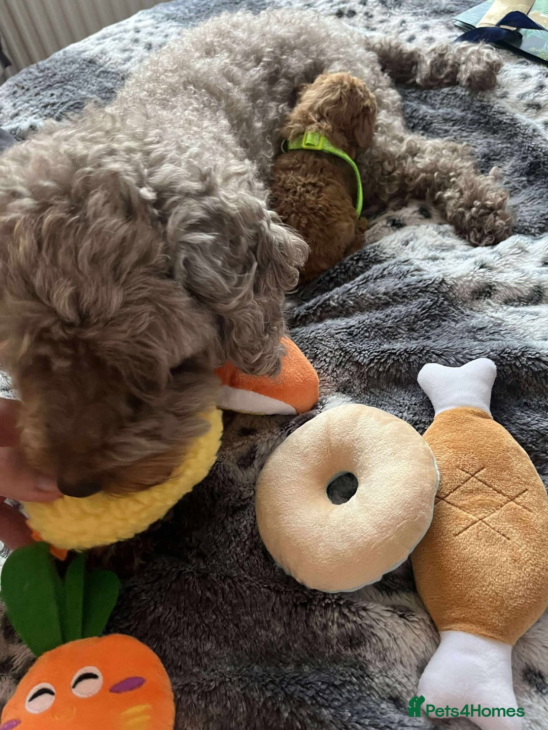 Miniature Poodle dogs for sale: Miniature Poodles!!! - Advert 16