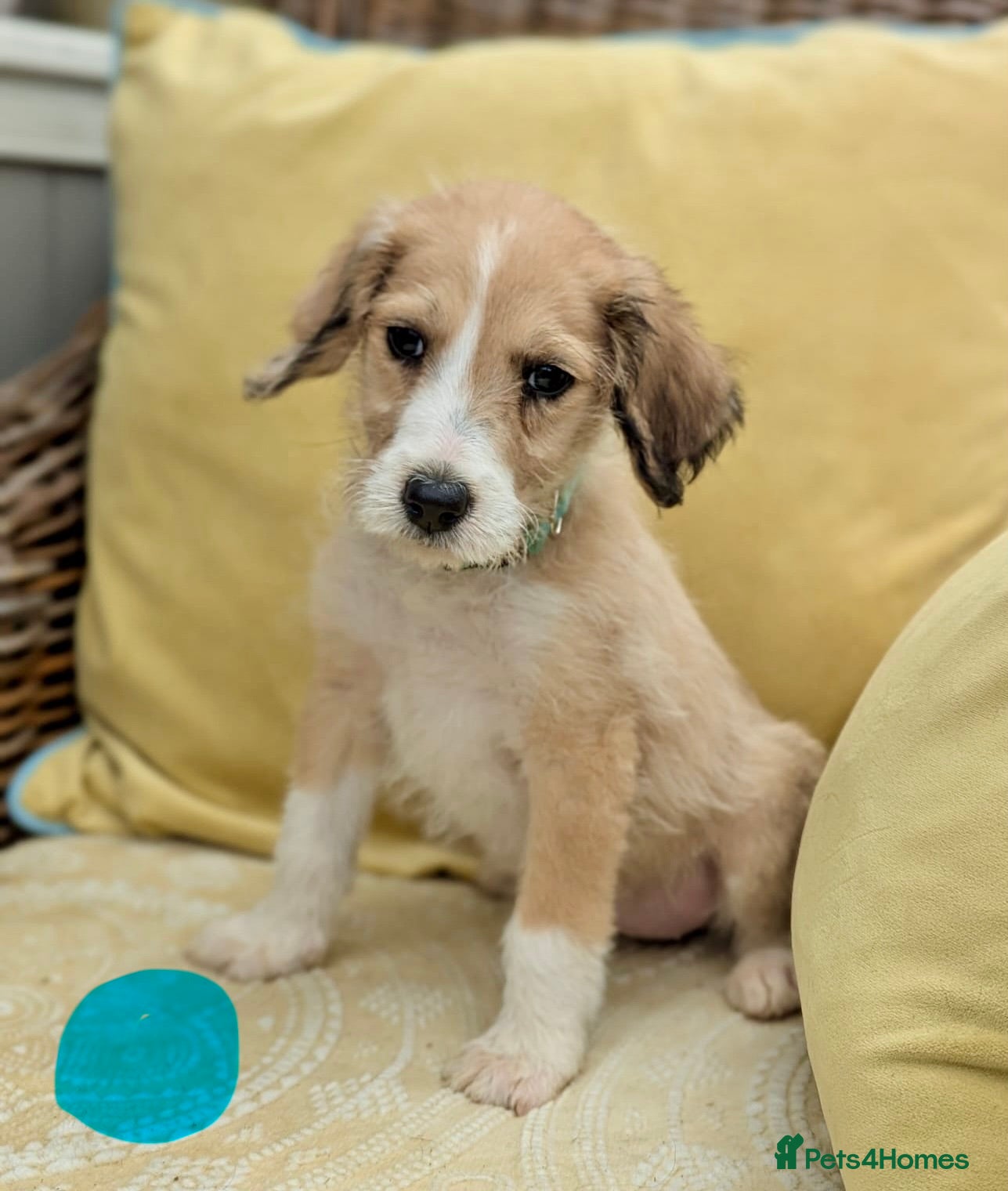 Bordoodle dogs for sale: Standard Bordoodle puppies- ready now - Advert 16