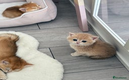 Brazilian Shorthair cats for sale: Golden British Shorthair kittens - Image 10