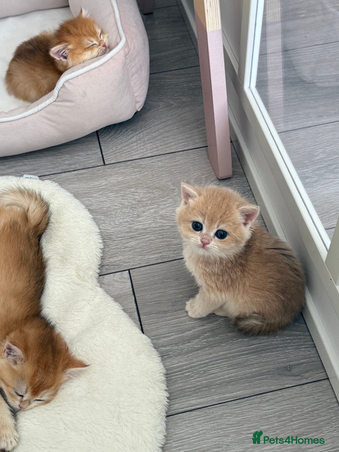 Brazilian Shorthair cats for sale: Golden British Shorthair kittens - Image 10
