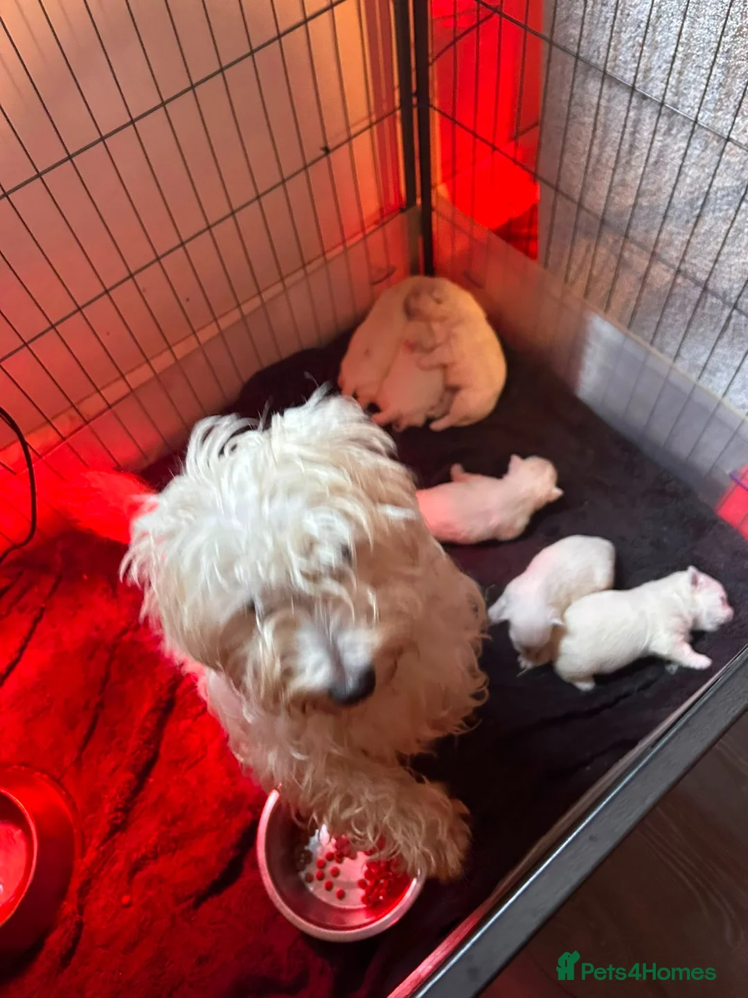West Highland Terrier dogs for sale: Gorgeous westies - Advert 14