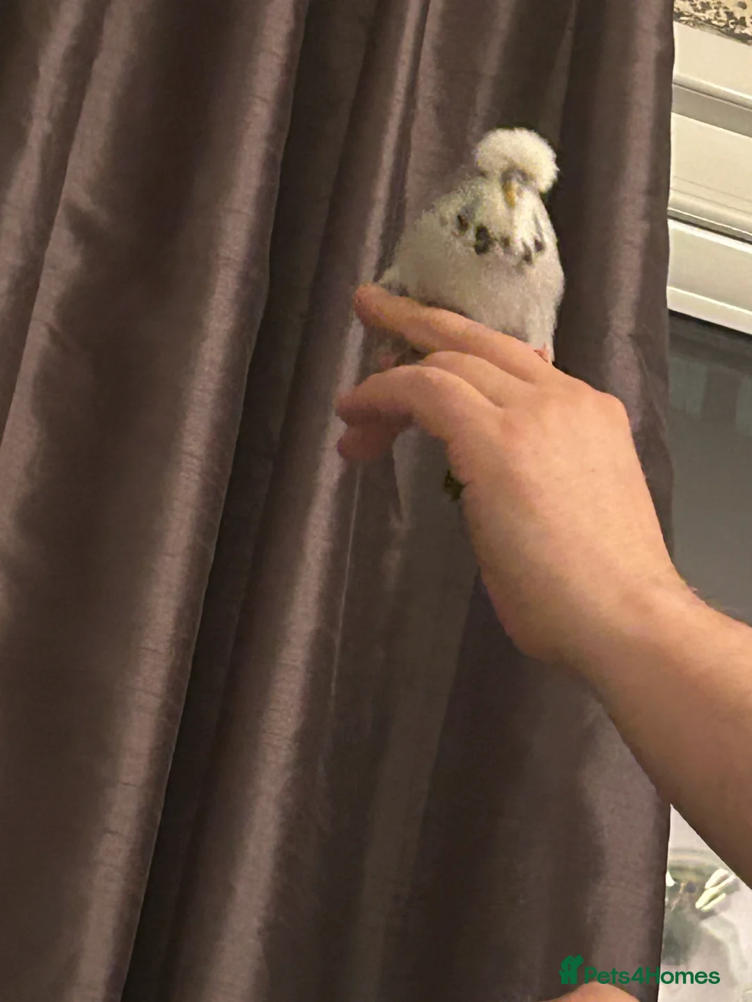 Budgerigars birds for sale: Exhibition BUDGIES - BEAUTIFUL!   - Advert 5