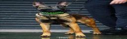Belgian Shepherd Dog dogs for sale: Belgian Malinois/dutch herder  in Nantwich - Advert 4