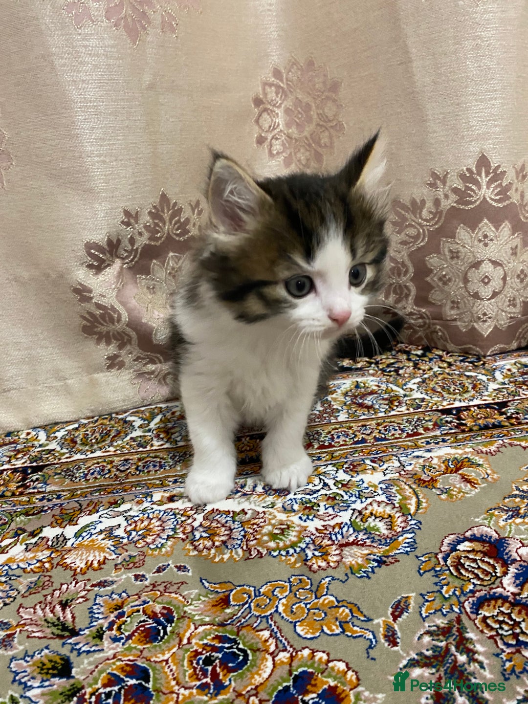 British Shorthair cats for sale: British shorthair  - Advert 2