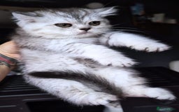 Scottish Fold cats for sale: 💙🩷LAST 2 SCOTTISH KITTENS ✅️TICA reg - Image 24