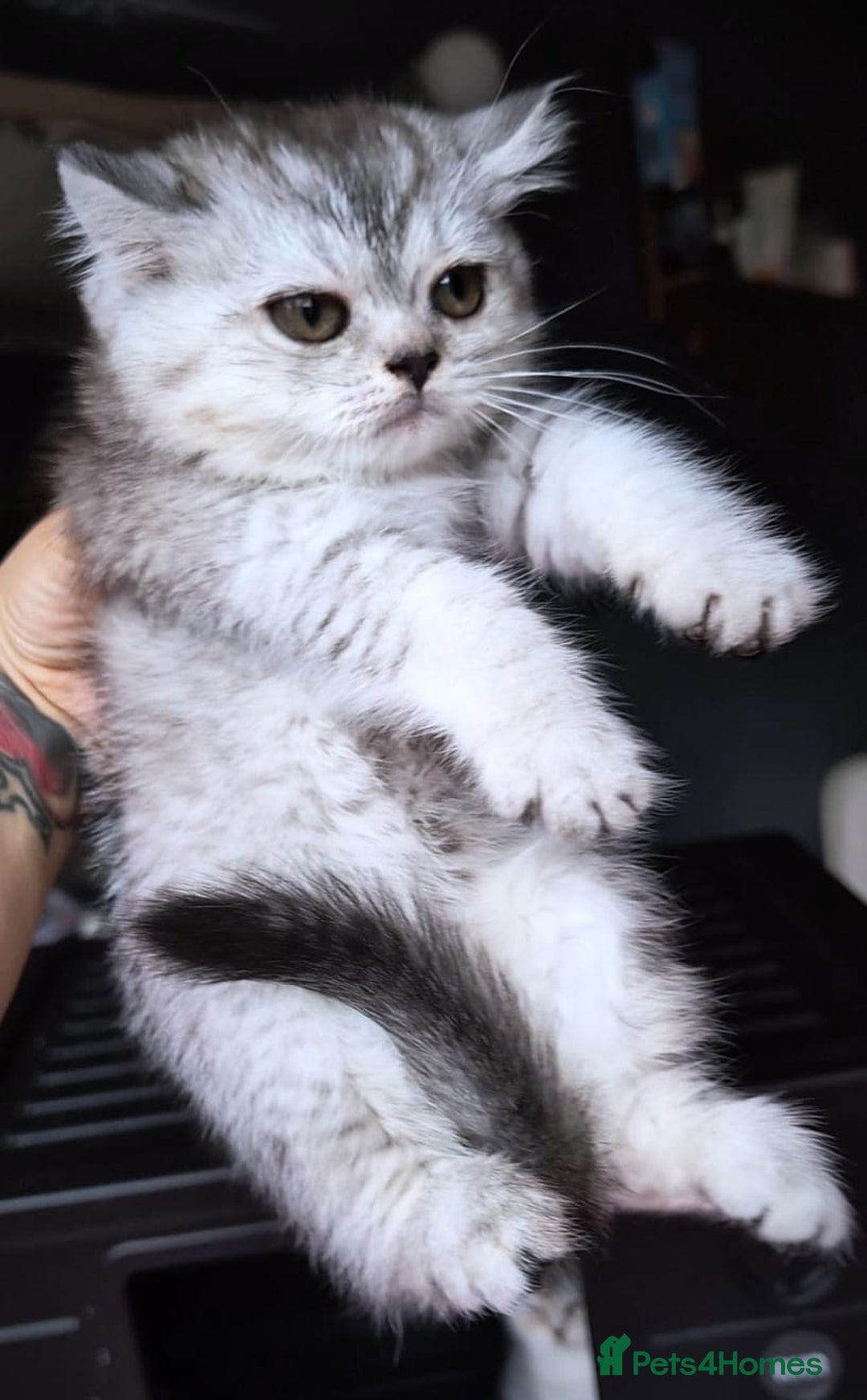 Scottish Fold cats for sale: 💙🩷LAST 2 SCOTTISH KITTENS ✅️TICA reg - Image 24