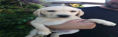 Labrador Retriever 6