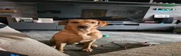 Labrador Retriever dogs for sale:  labrador puppies for sale in Newton Stewart - Advert 13