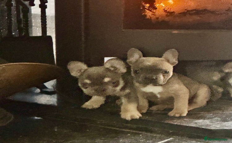 French Bulldog dogs Homie lines meet Apollo line  - Advert 3