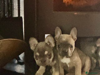 French Bulldog dogs Homie lines meet Apollo line - Advert 3