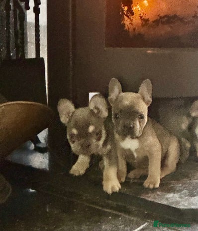 French Bulldog dogs Homie lines meet Apollo line - Advert 3