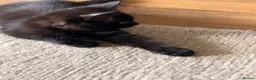 Mixed Breed cats for sale: Beautiful cocoa boy cat for sale  - Advert 3