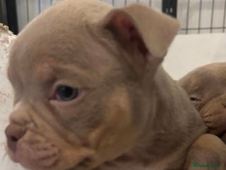 American Bully dogs READY TODAY! Lilac’s microbully puppy’s💖🩵😍 - Advert 1