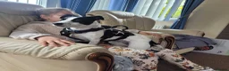 Mixed Breed dogs for adoption: Meet Ottilie,residing in North Lanarkshire  in Airdrie - Advert 5