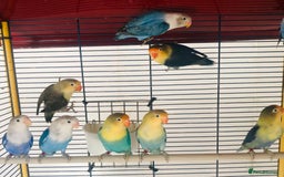 Lovebirds birds for sale: Beautiful lovebirds for sale. - Image 7