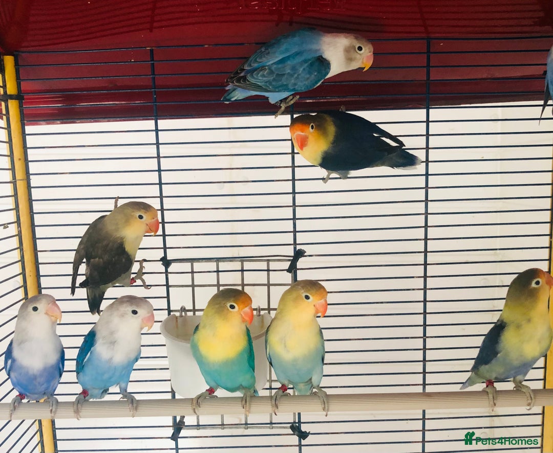 Lovebirds birds for sale: Beautiful lovebirds for sale. - Image 7