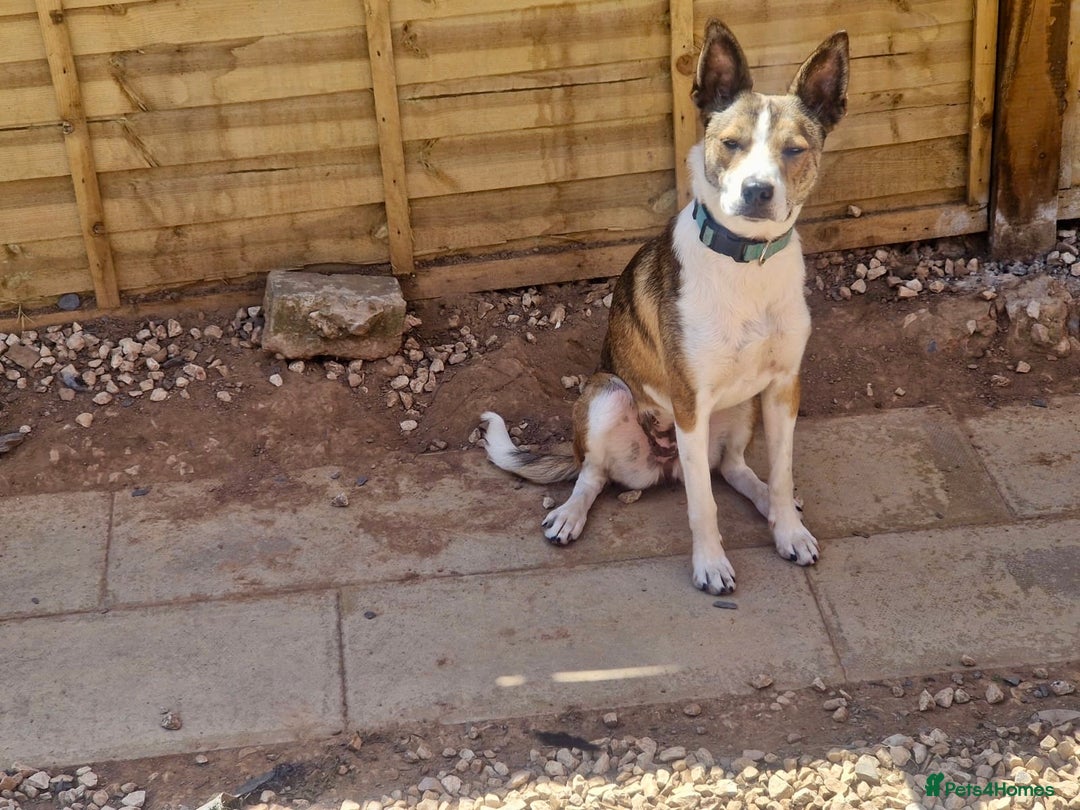 Mixed Breed dogs for sale: Beautiful Mixed breed female  - Advert 8