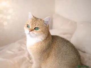 British Shorthair cats ✨ Gorgeous Retired Queen ✨ - Advert 3