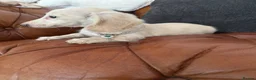 Miniature Dachshund dogs for sale: Stunning Pure Cream Longcoat Male  - Advert 11