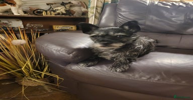 Mixed Breed dogs - Advert 3