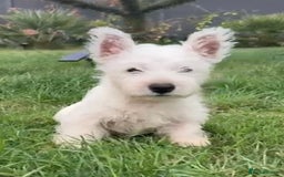 West Highland Terrier dogs for sale: West Highland Terriers show bloodlines - Image 19