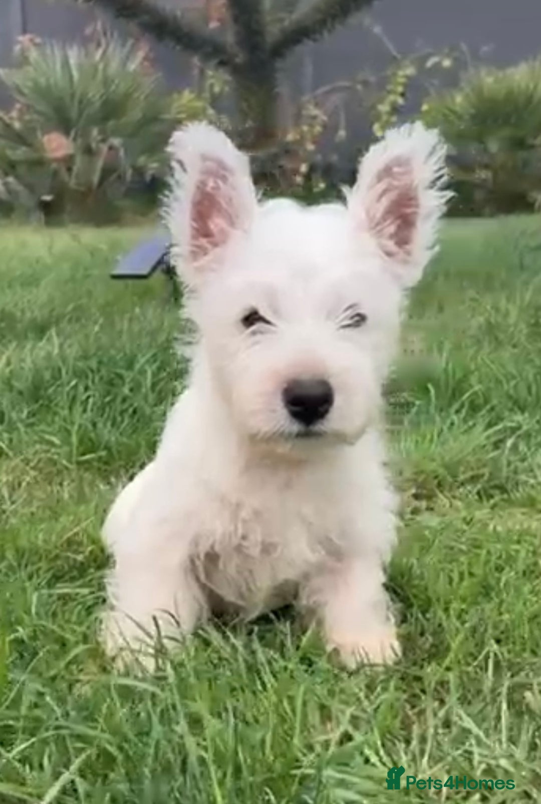 West Highland Terrier dogs for sale: West Highland Terriers show bloodlines - Image 19