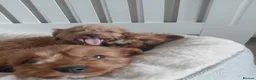 Cavapoo dogs for sale: Cavapoo  - Advert 5