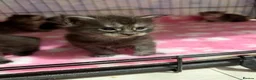 Maine Coon cats for sale: Stunning Maine coon kittens  - Advert 19