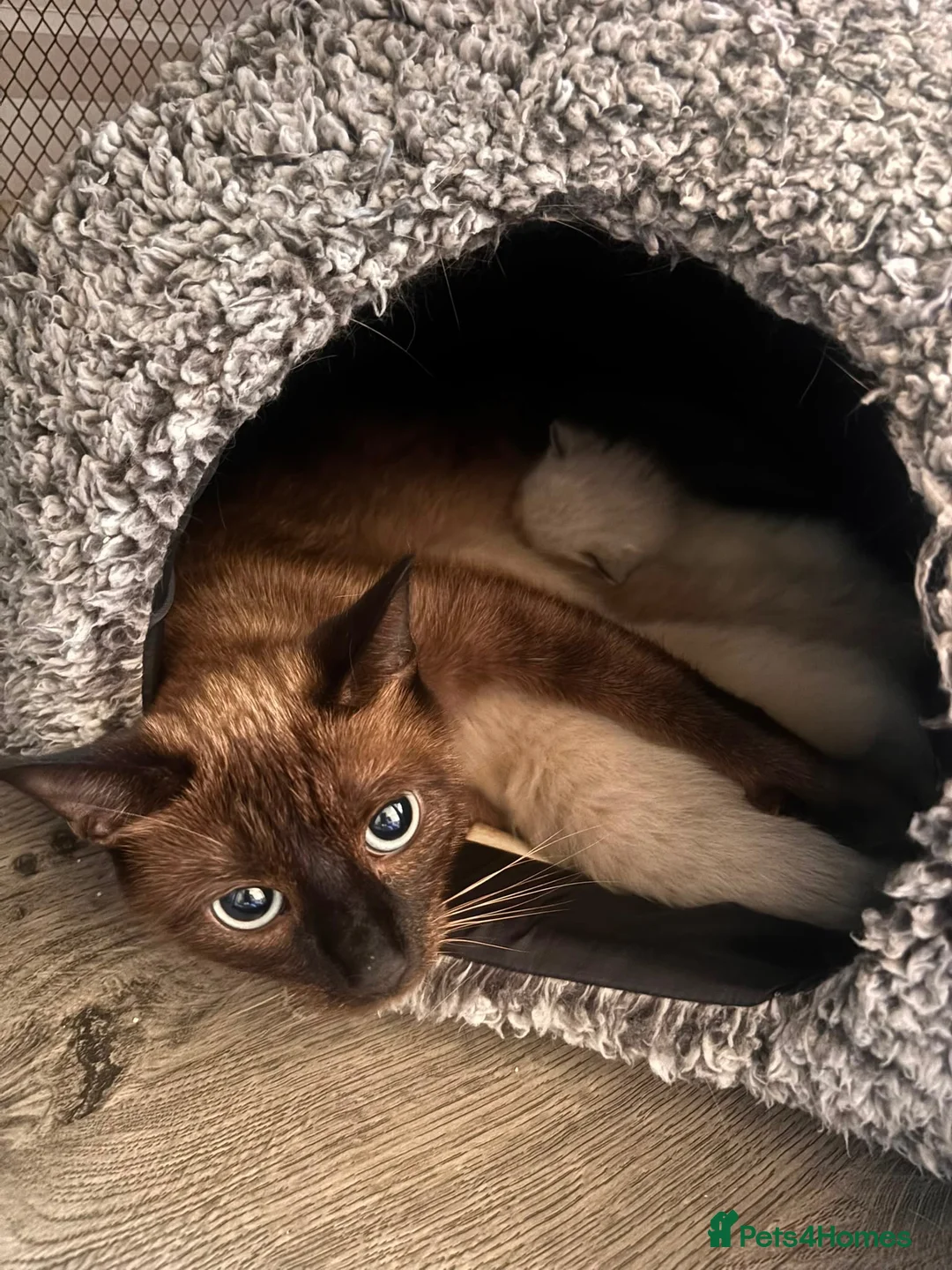 Mixed Breed cats for sale: Male kittens - Advert 1