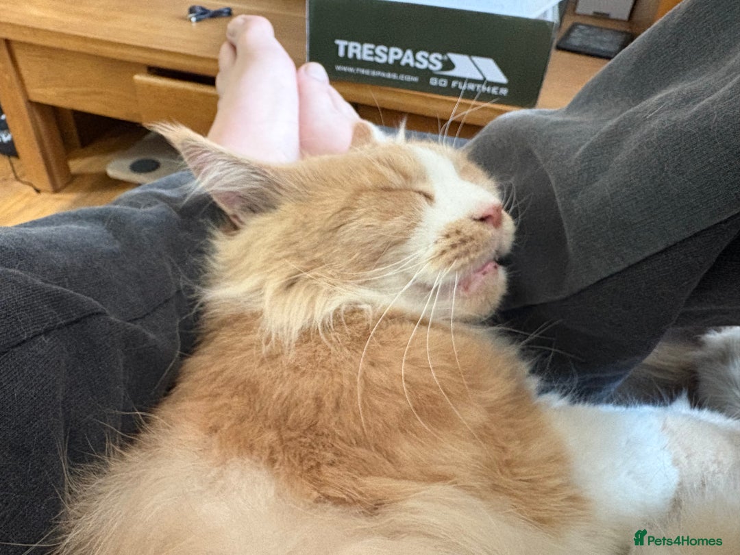 Maine Coon cats for stud: Apollo, Stud ready to find a Queen - Image 5