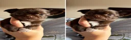 Chihuahua dogs for sale: 3 beautiful KC babies  - Advert 11