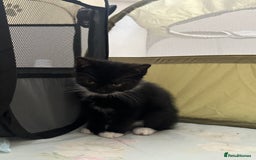 Mixed Breed cats for sale: Mixed breed kittens  - Image 7