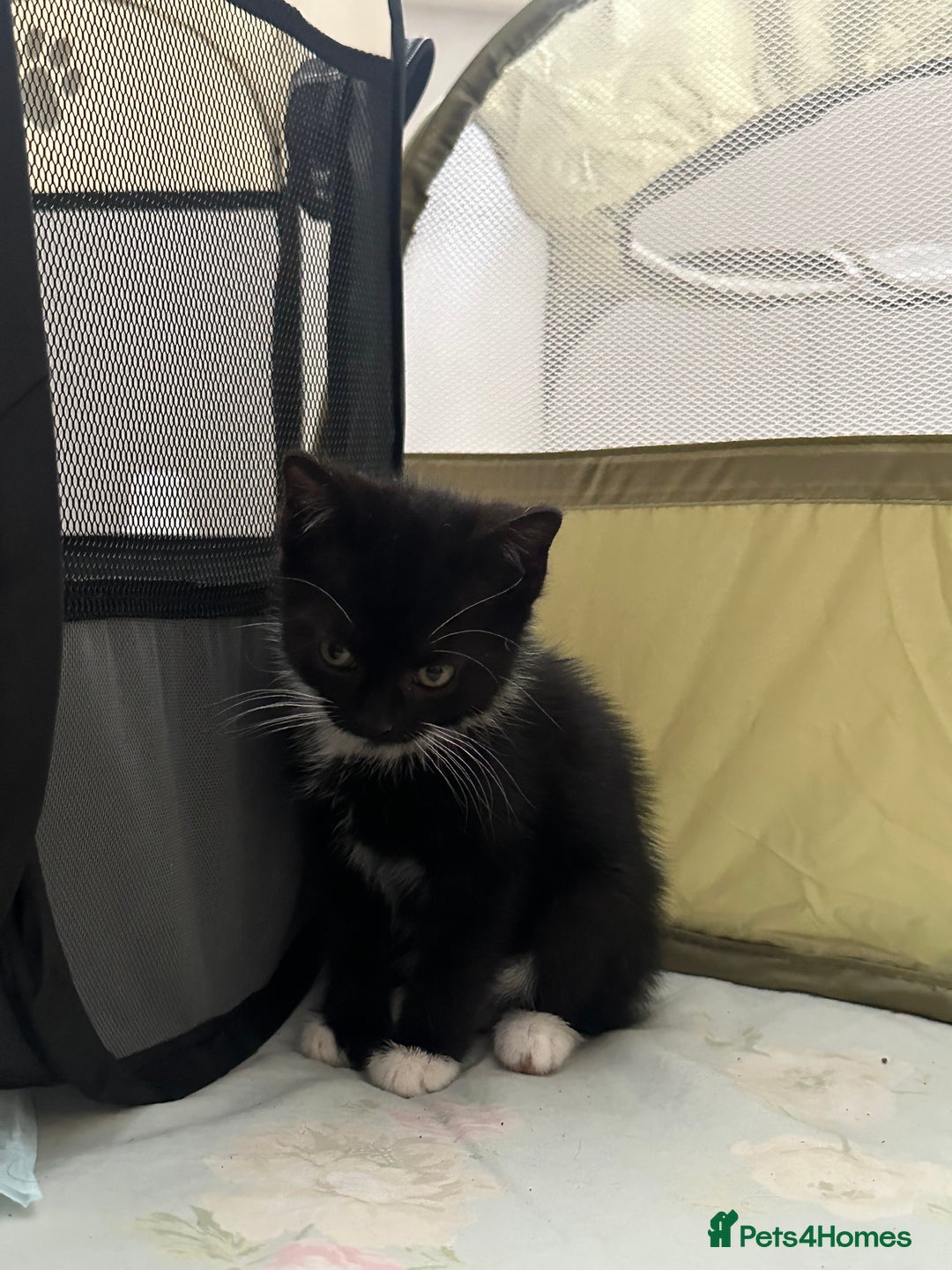 Mixed Breed cats for sale: Mixed breed kittens  - Image 7