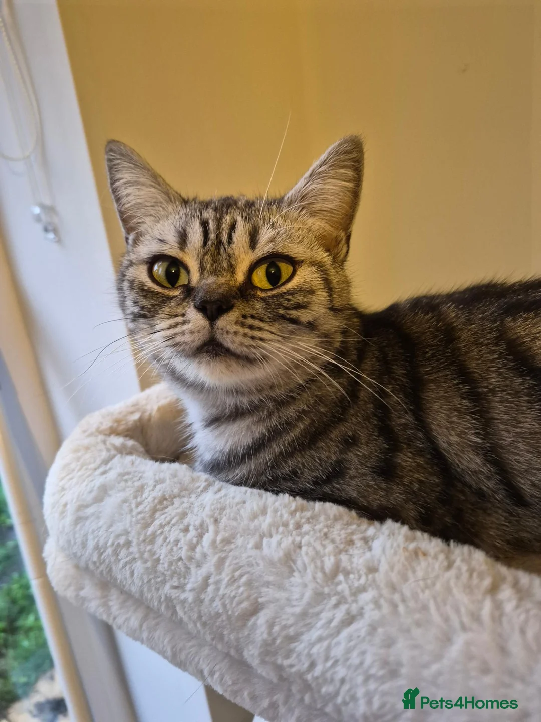 British Shorthair cats for sale: Gorgeous British shorthair x babies in Mansfield - Advert 1