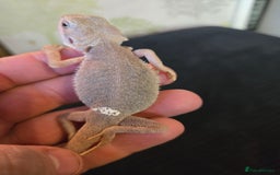 Bearded Dragon reptiles for sale: Trans zero bearded dragon  - Image 2