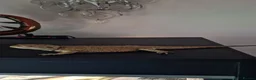 Bearded Dragon reptiles for sale: 1 yr old Female Bearded dragon. - Advert 4