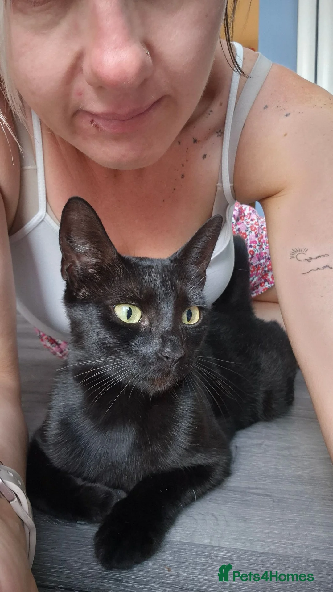 Mixed Breed cats for sale: Black female kitten  in Shrewsbury - Advert 8