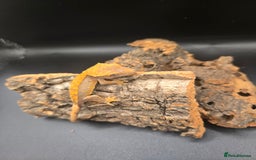 Gecko reptiles for sale: Baby Crested Geckos - Image 3