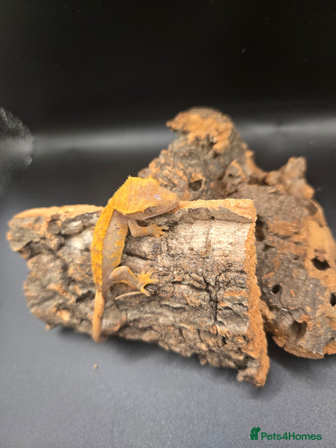 Gecko reptiles for sale: Baby Crested Geckos - Image 3