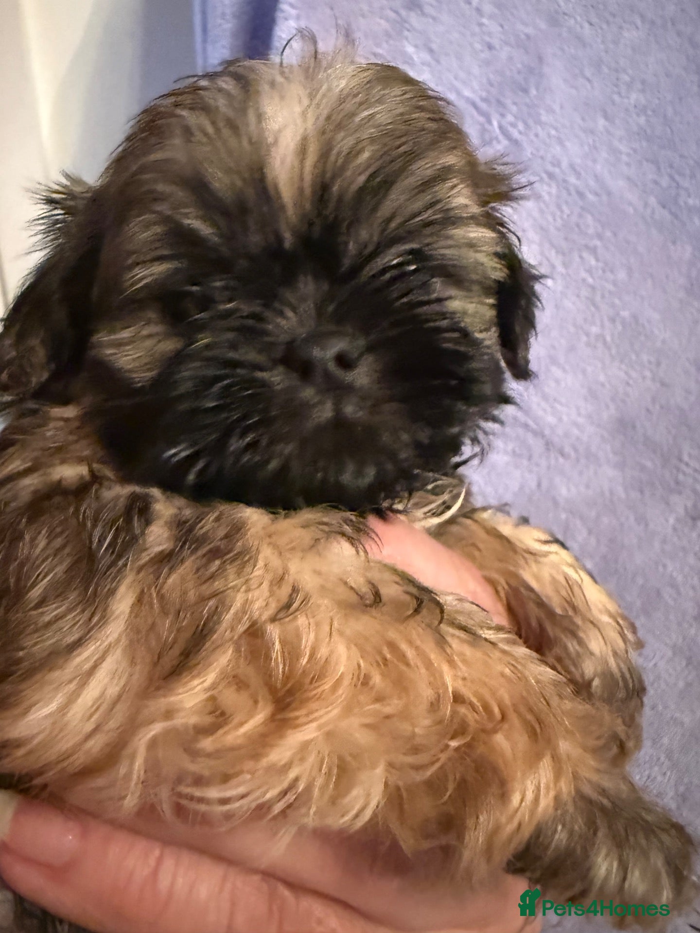 Shih Tzu dogs Stunning Healthy Shihtzu BOYS Kc registered  - Advert 2