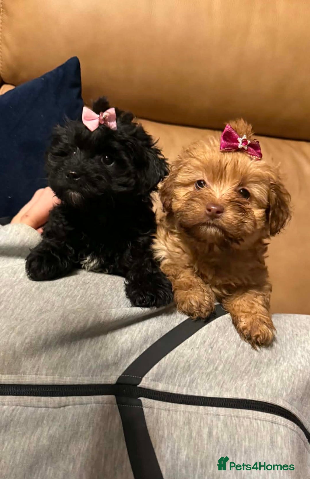 Mixed Breed dogs for sale: Biewer Terrier x mini poodle - Advert 1