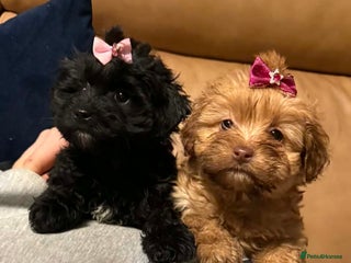 Mixed Breed dogs Biewer Terrier x mini poodle - Advert 1