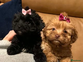 Mixed Breed dogs Biewer Terrier x mini poodle - Advert 2