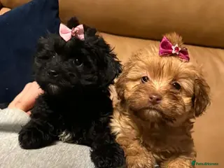 Mixed Breed dogs Biewdle- Biewer Terrier x mini poodle - Advert 3