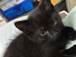Mixed Breed cats Last Beautiful Black Female Kitten, 11weeks old - Advert 3