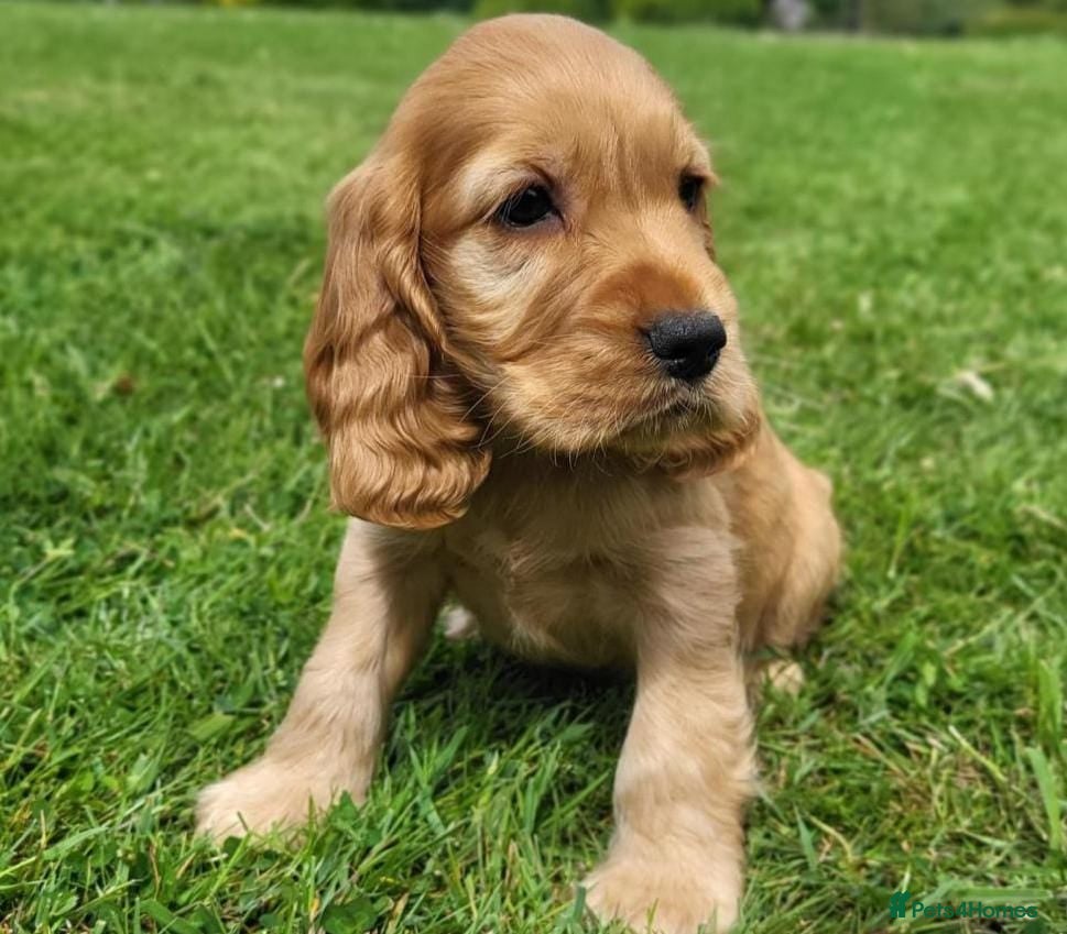 Cocker Spaniel dogs health tested showtype cocker spaniel puppies - Advert 15