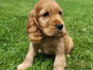 Cocker Spaniel dogs health tested showtype cocker spaniel puppies - Advert 15