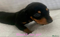 Miniature Dachshund dogs for sale: Kaneishan minature Daschund puppies  - Image 5