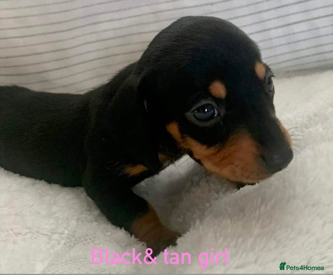 Miniature Dachshund dogs for sale: Kaneishan minature Daschund puppies  - Image 5